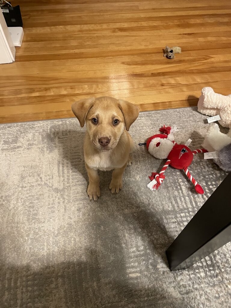 Animal Rescue Front Inc in Eastham, MA