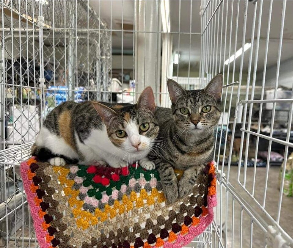 Animal Rescue Kleberg in Kingsville, TX