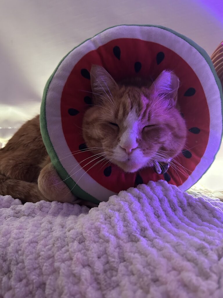 Animal Rescue of Tracy in Tracy, CA