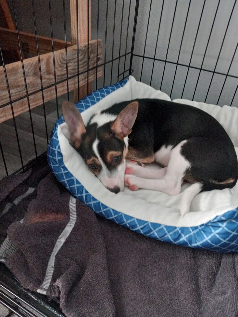 Animal Rescue Project The Charles and Lynn Zhang Animal Rescue Center animal shelter in Kalamazoo, MI