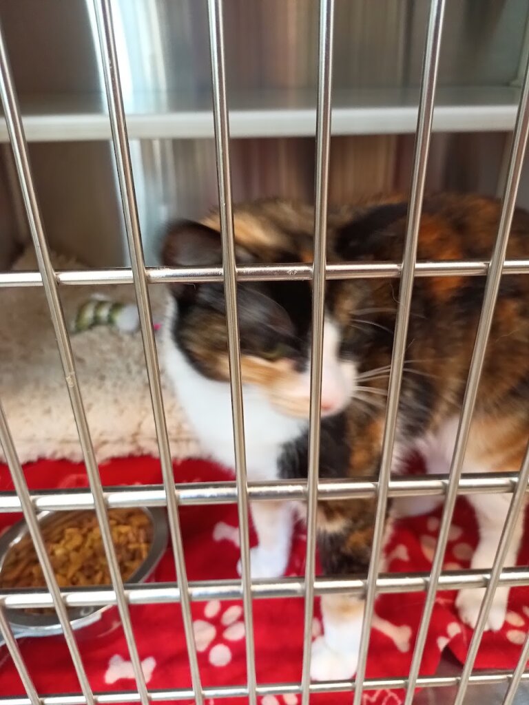 Animal Rescue Rhode Island animal shelter in Peace Dale, RI
