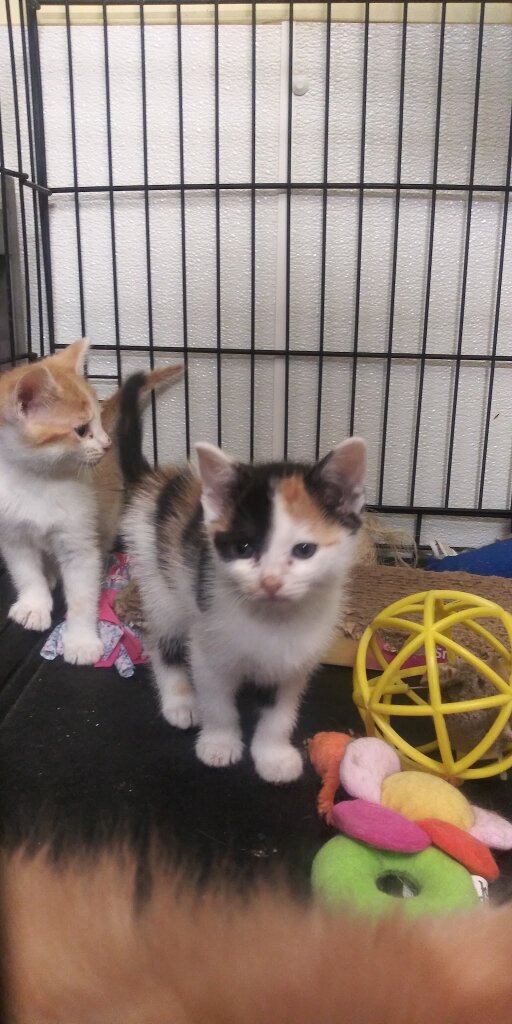 Animal Shelter of Linn County in Brookfield, MO