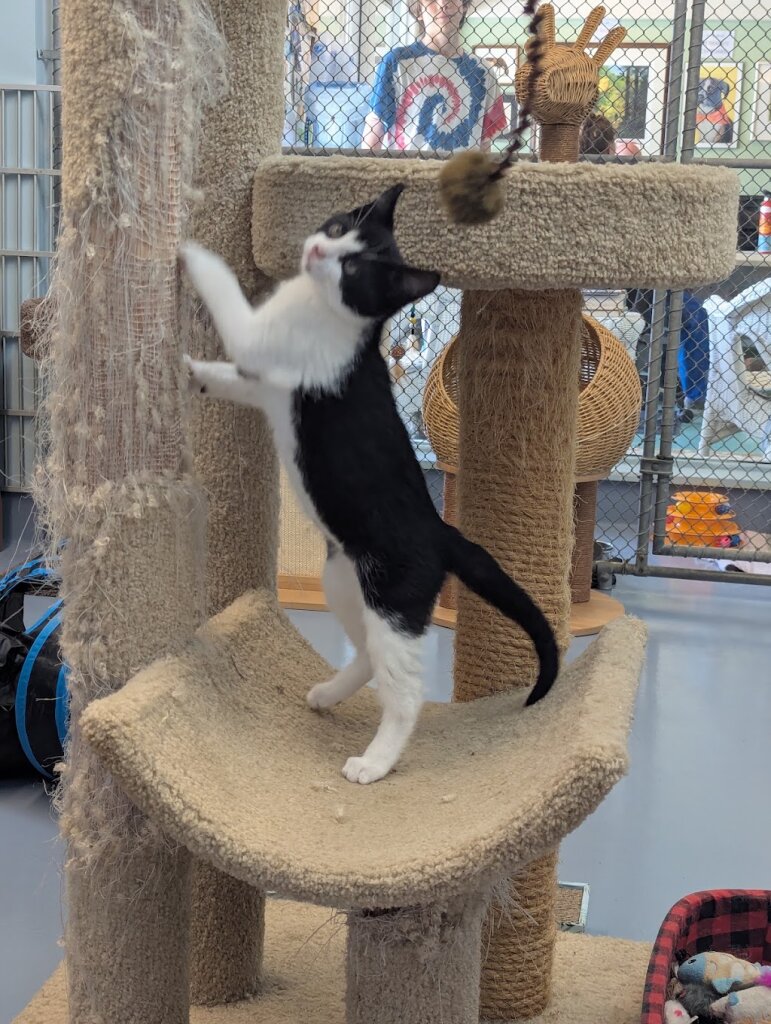 Animal Shelter of Martha's Vineyard in Edgartown, MA