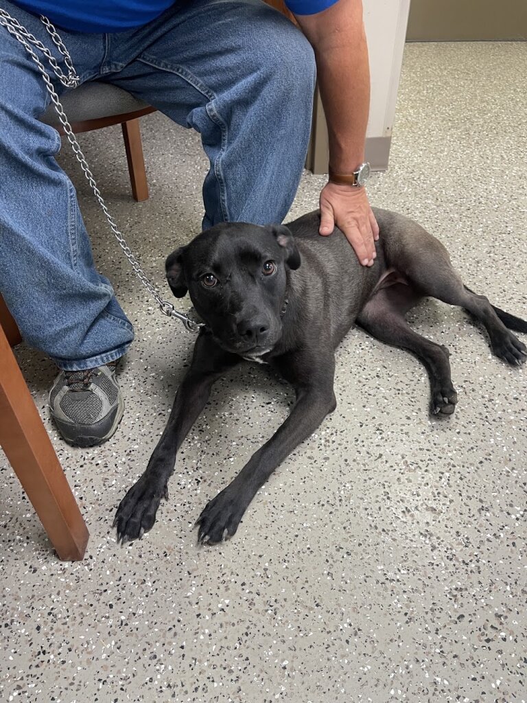 Animal Shelter of Northeast Nebraska in Norfolk, NE