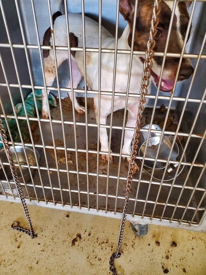 Animal Shelter in San Angelo, TX