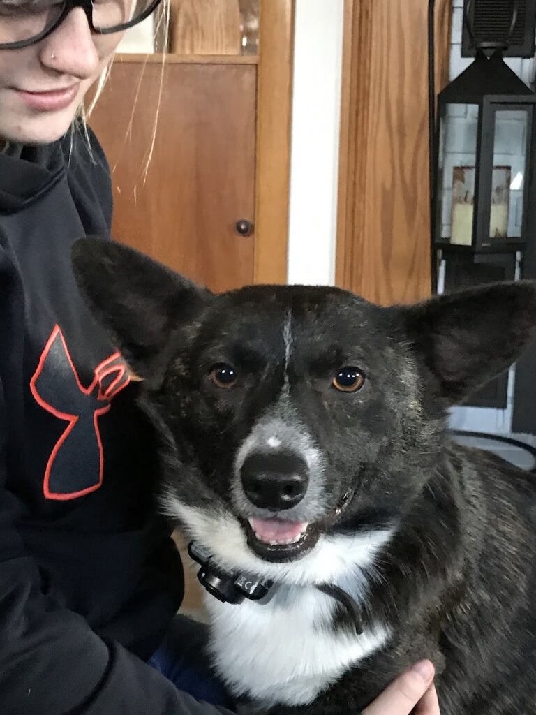 Animal Welfare League Queen Annes County - Animal Rescue & Foster in Queenstown, MD