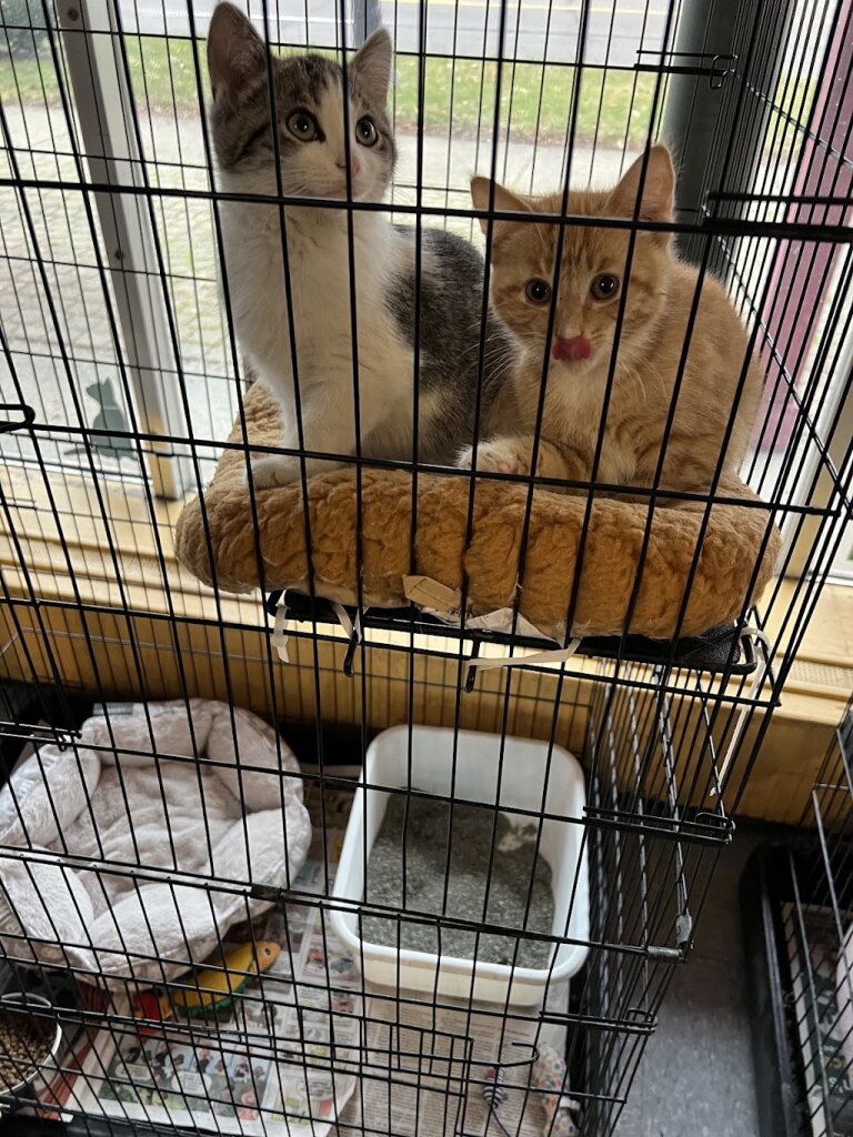 Animal Welfare Society animal shelter in Madison Heights, MI