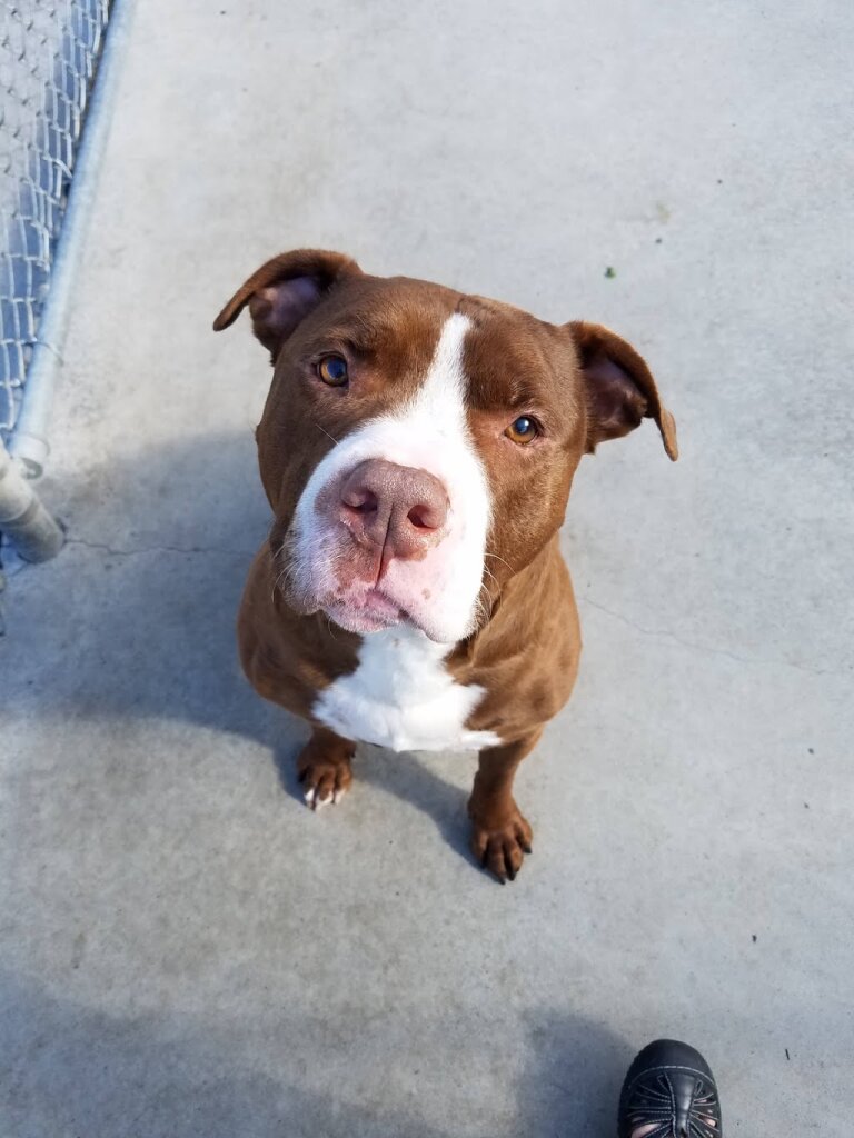Anita’s Stevens Swan Humane Society in Utica, NY