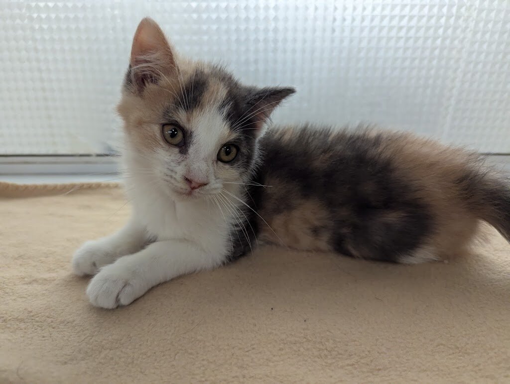 Anna Shelter in Erie, PA