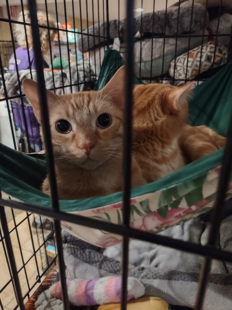 Another Chance Cat Rescue in Kansas City, MO