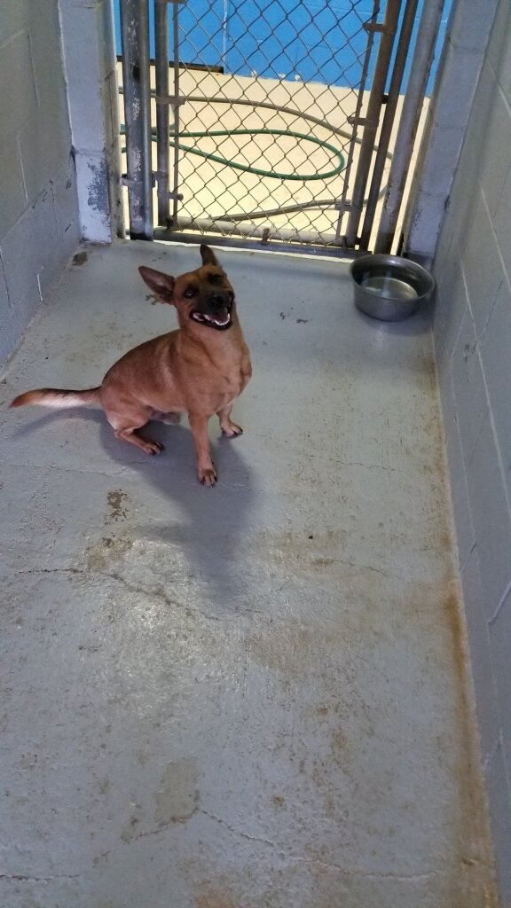 Anson City Animal Shelter in Anson, TX