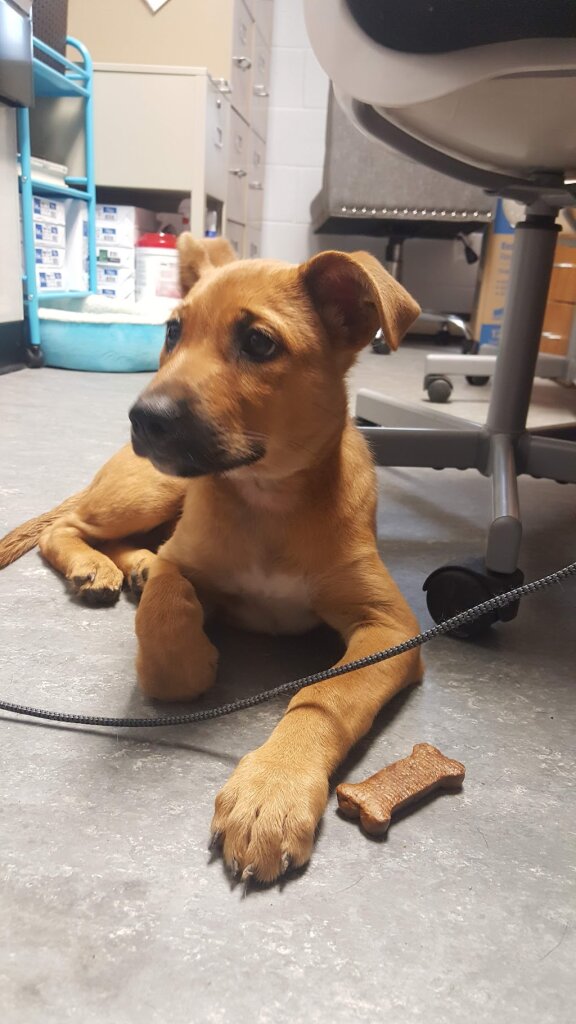 Anson County Animal Shelter in Polkton, NC