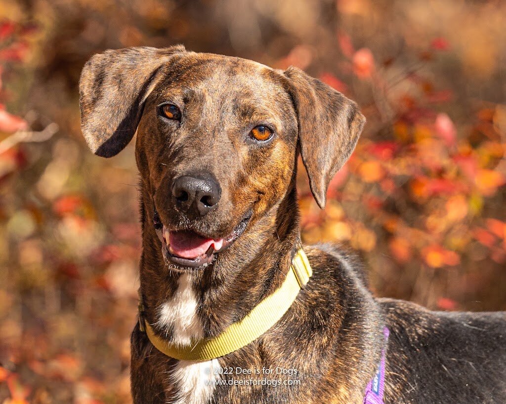 ARF - Animal Rescue Fund of the Hamptons in East Hampton, NY