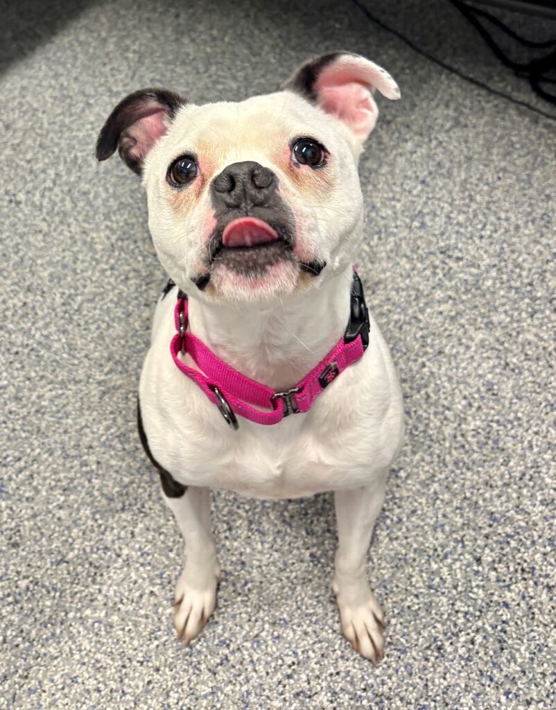 ARF Humane Society of Jackson County, NC (Dog Adoption & Fostering Service) animal shelter in Sylva, NC