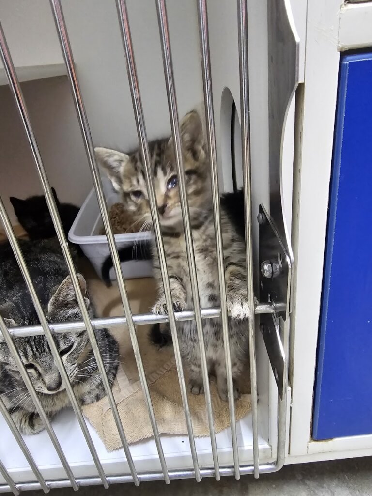ARK Animal Sanctuary/Ark Animal Rescue animal shelter in Lagrange, IN