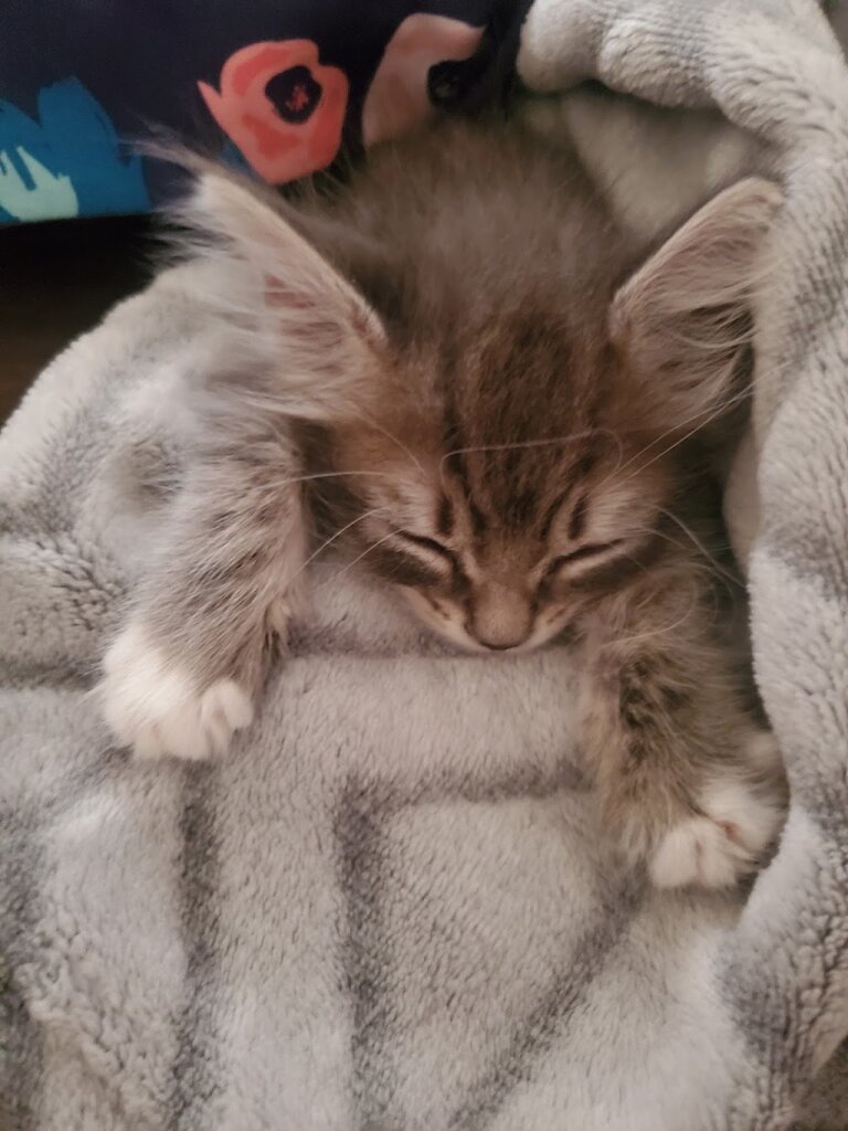 Artesia Animal Shelter in Artesia, NM