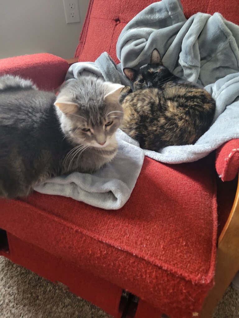 AS/AP Cat Shelter in Sparta, WI