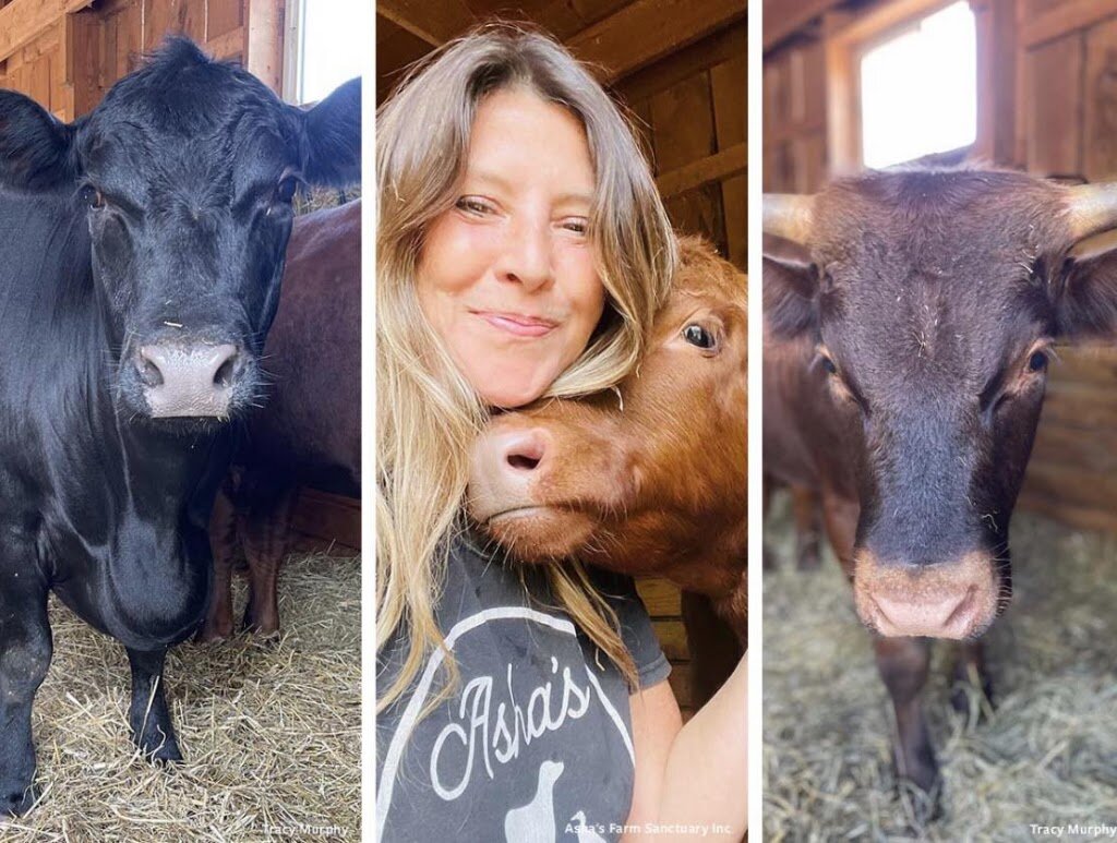 Asha’s Farm Sanctuary animal shelter in Newfane, NY