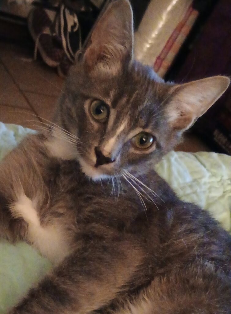 Ashe Humane Society animal shelter in West Jefferson, NC