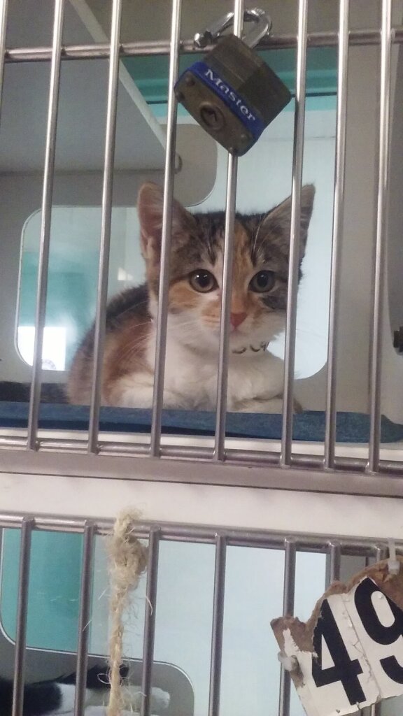 Associated Humane Societies animal shelter in Newark, NJ