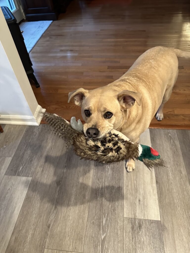 Atlantic County SPCA animal shelter in Egg Harbor Township, NJ
