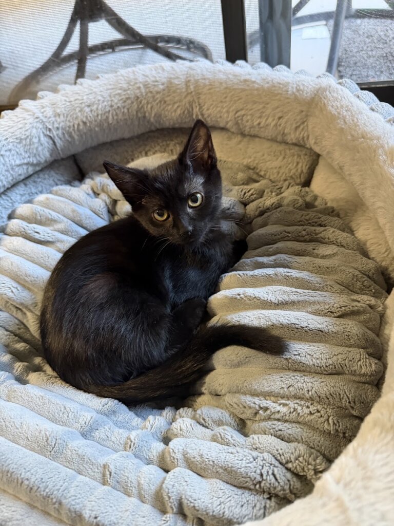 Auburn Valley Humane Society animal shelter in Auburn, WA