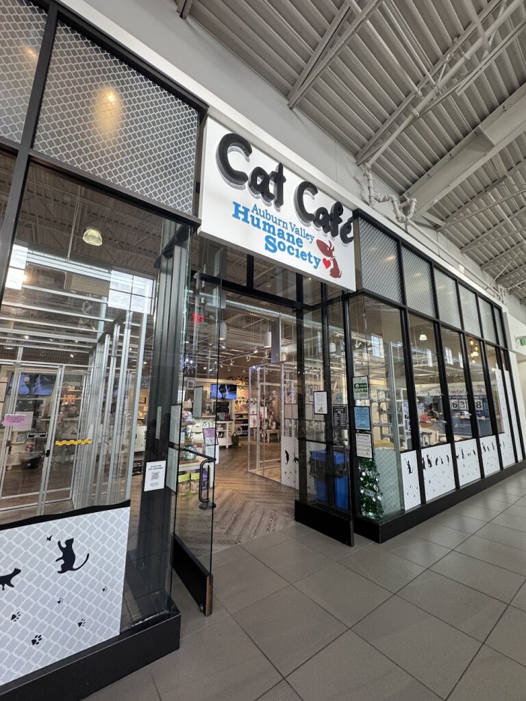 Auburn Valley Humane Society Cat Café animal shelter in Auburn, WA