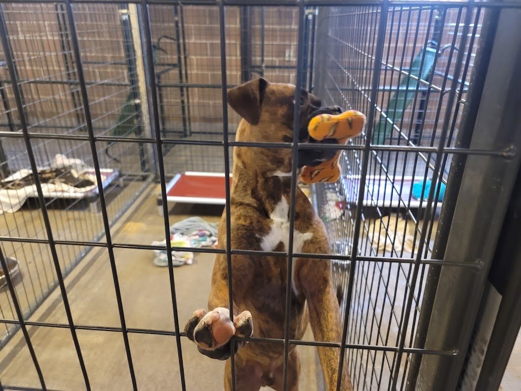 Austin Boxer Rescue Kennel in Hewitt, TX