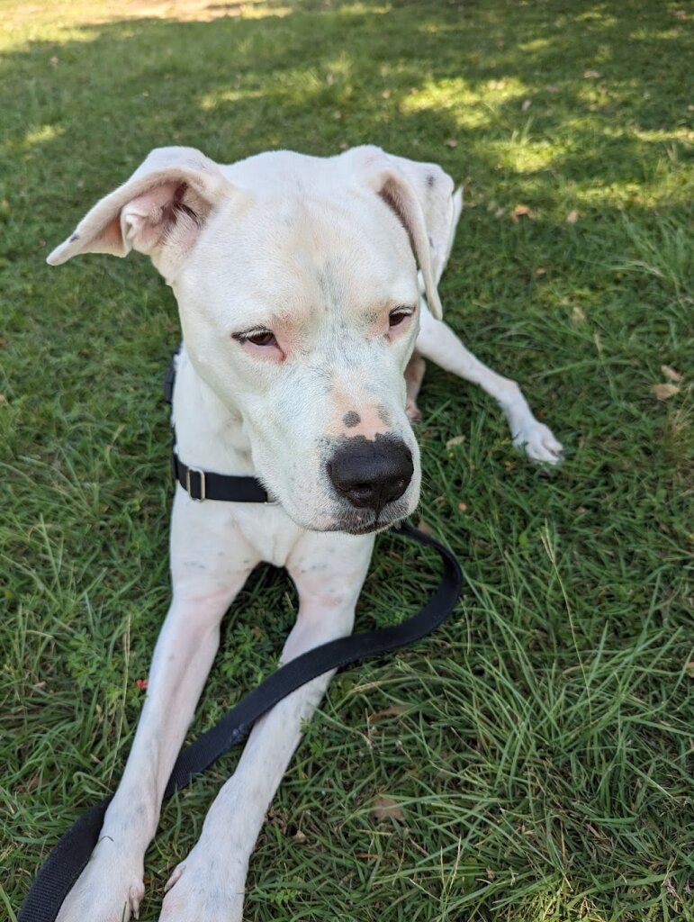 Austin Humane Society animal shelter in Austin, TX