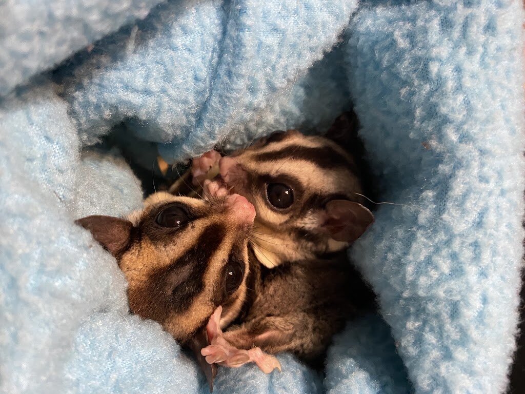 Austin Texas Sugar Glider Rescue animal shelter in Round Rock, TX