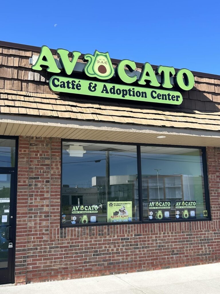 Avocato Catfé and Adoption Center animal shelter in Farmington Hills, MI