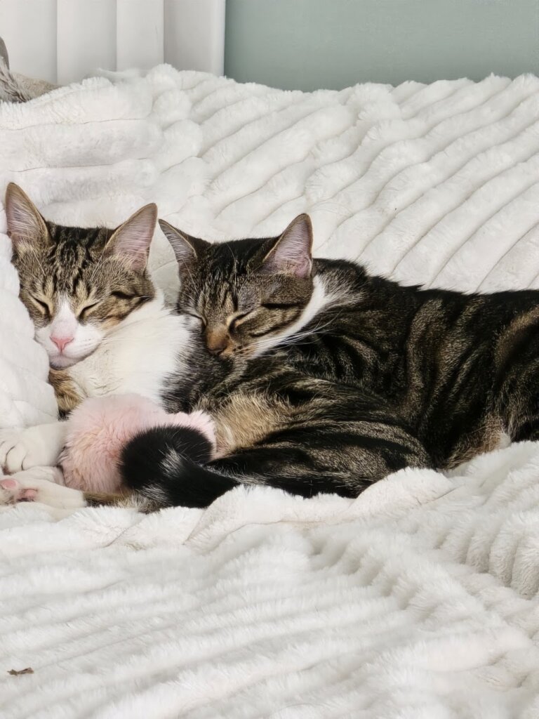AWA Adoption Center animal shelter in Voorhees Township, NJ
