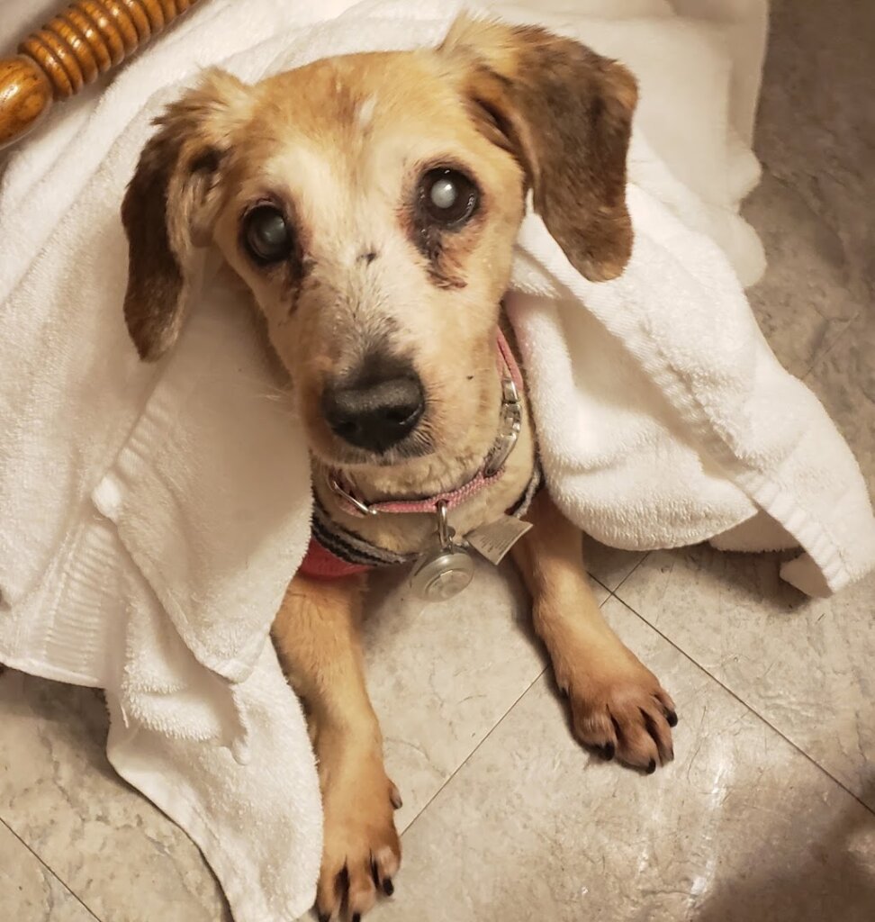 Awol Humane Society animal shelter in Independence, KS