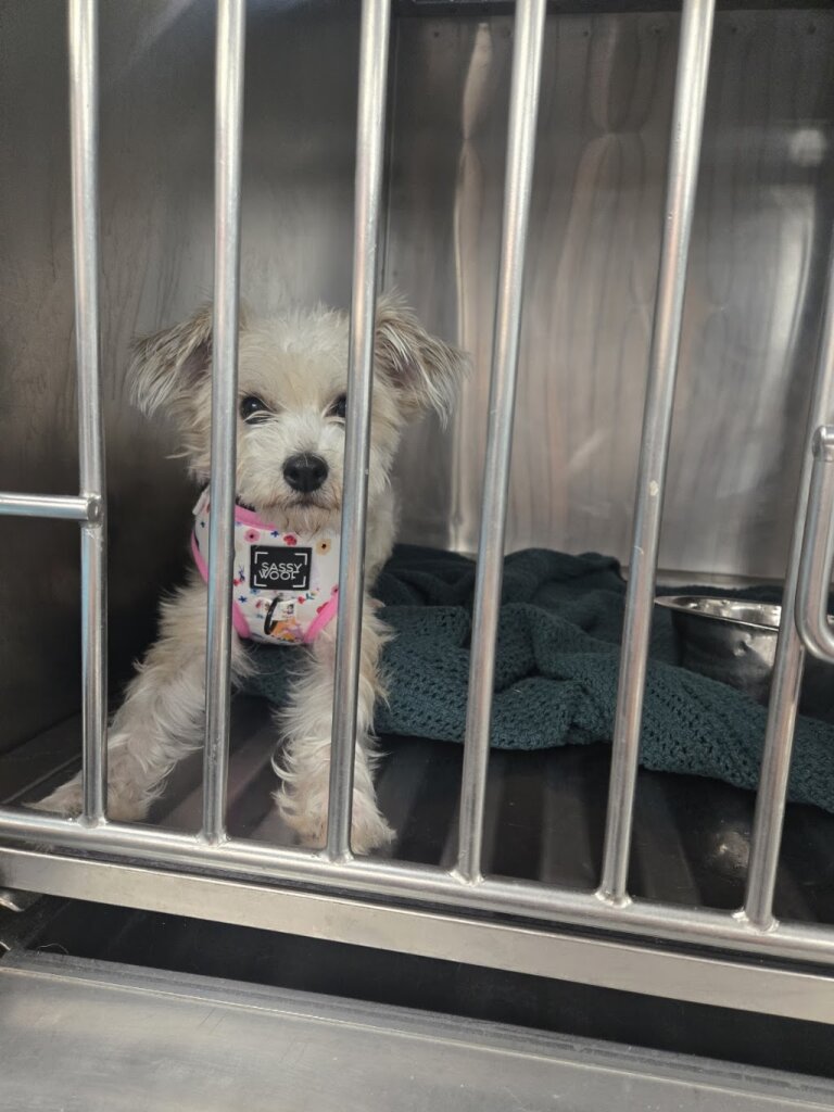 AWSOM Animal Shelter in Stroudsburg, PA