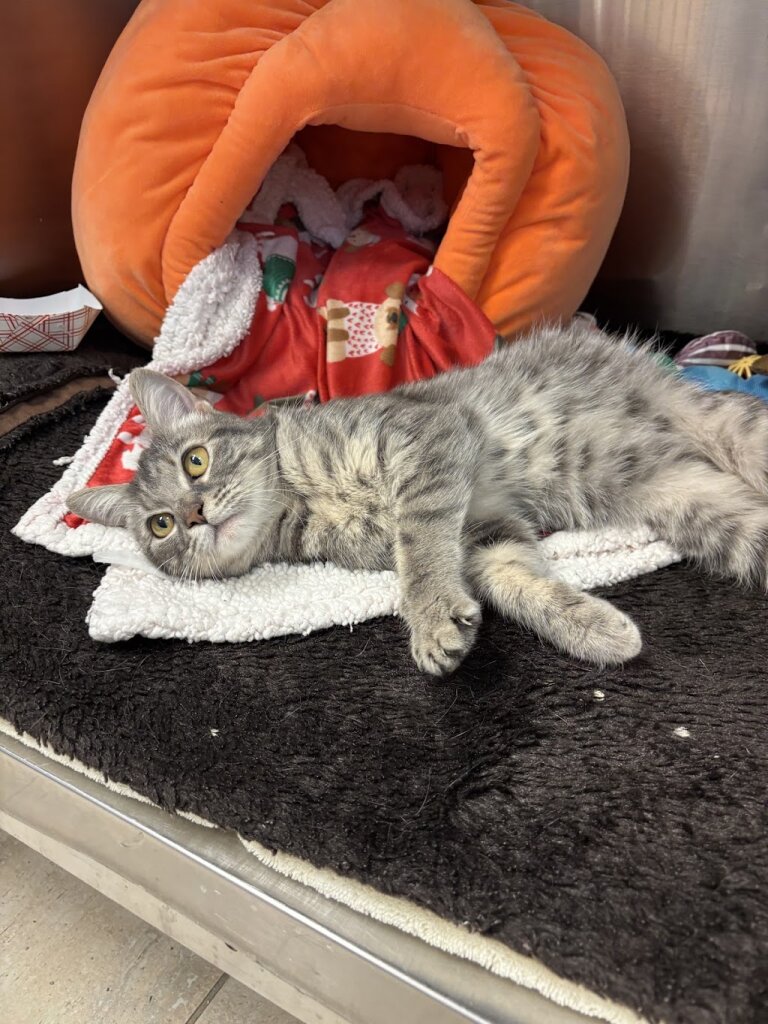 Baltimore Humane Society in Baltimore, MD