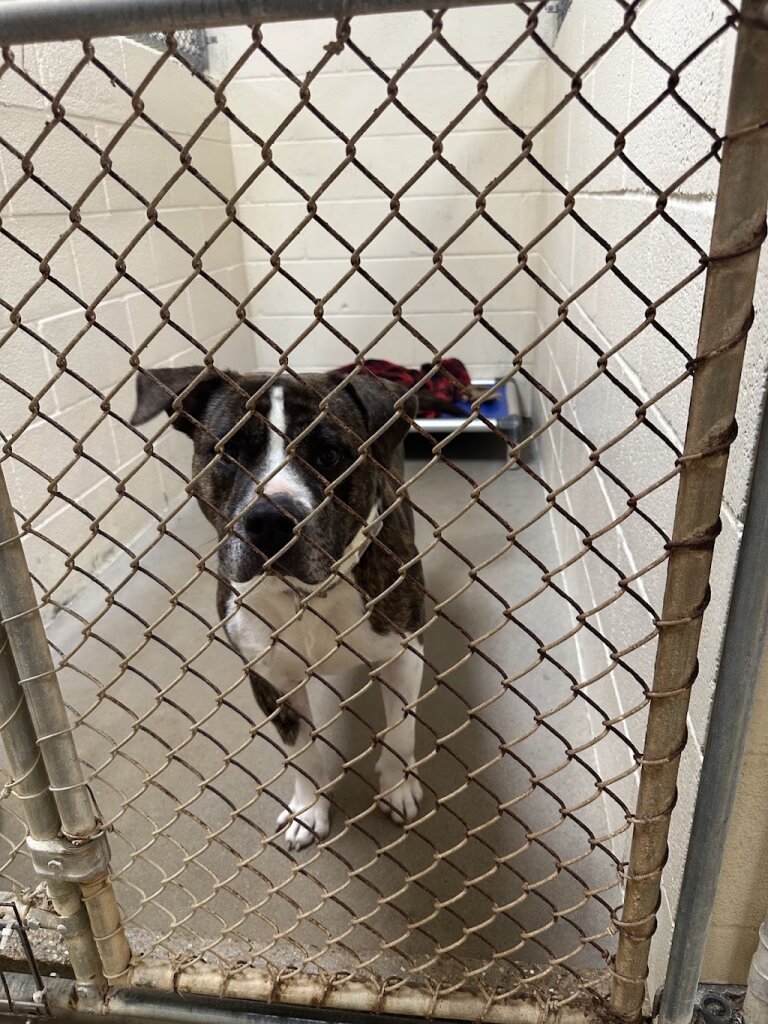 BARC, Anderson County Humane Society animal shelter in Palestine, TX