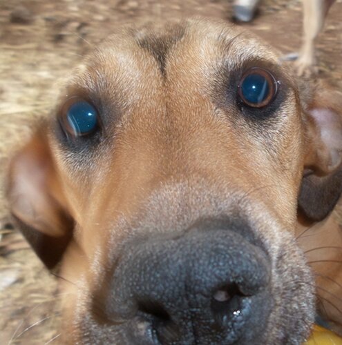 Barking Mad Animal Rescue in Hemphill, TX