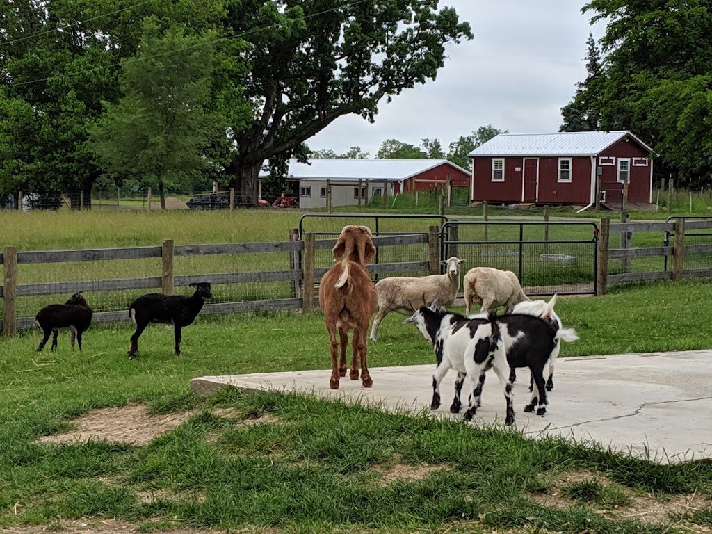 Barn Sanctuary animal shelter in Chelsea, MI