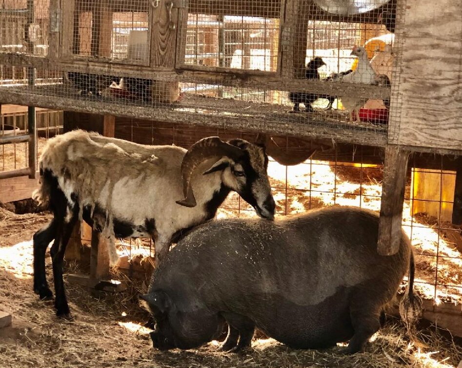 Barnyard Sanctuary animal shelter in Sandia, TX