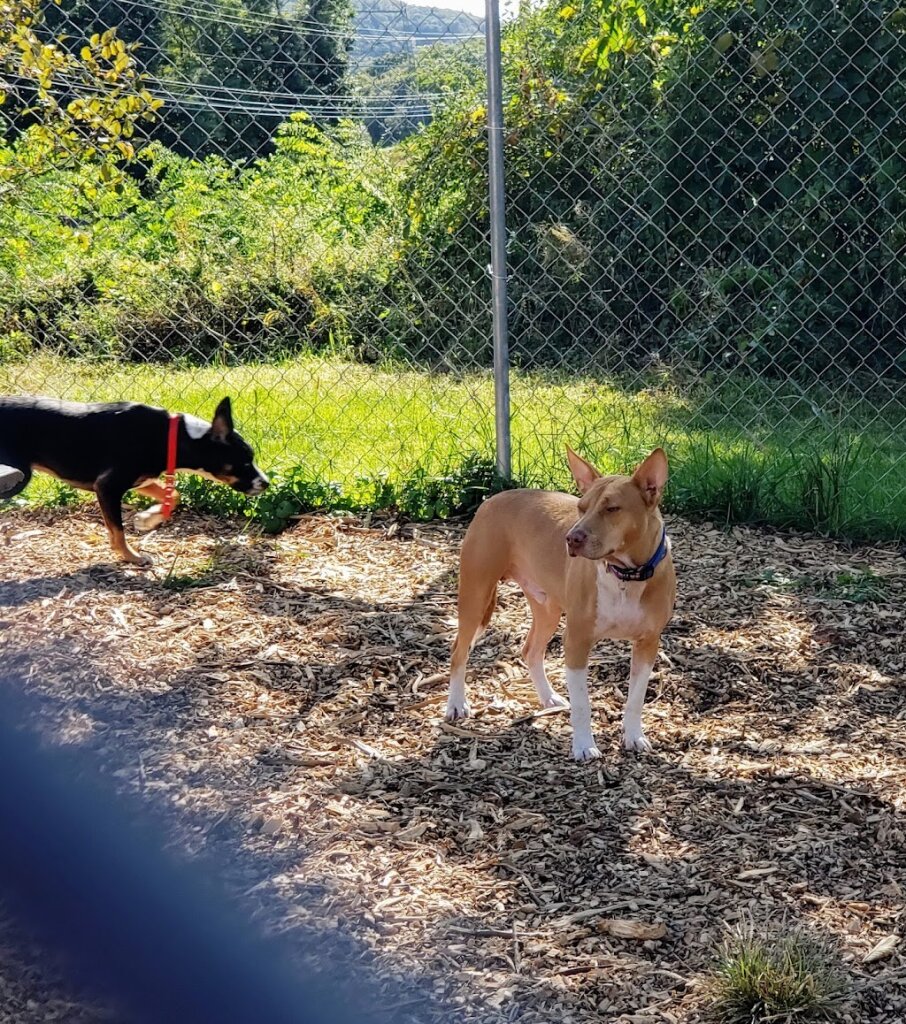 BASS Animal Rescue in Ringwood, NJ