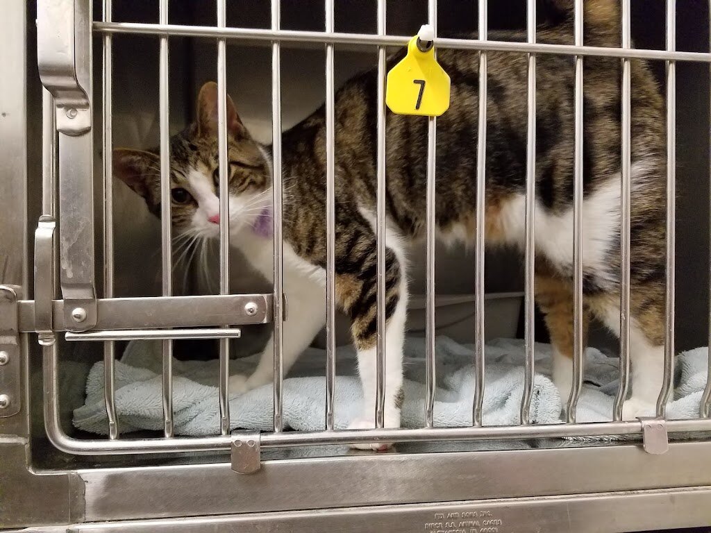 Bay County Animal Services and Adoption Center animal shelter in Bay City, MI
