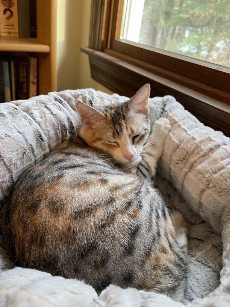 Baypath Humane Society in Hopkinton, RI