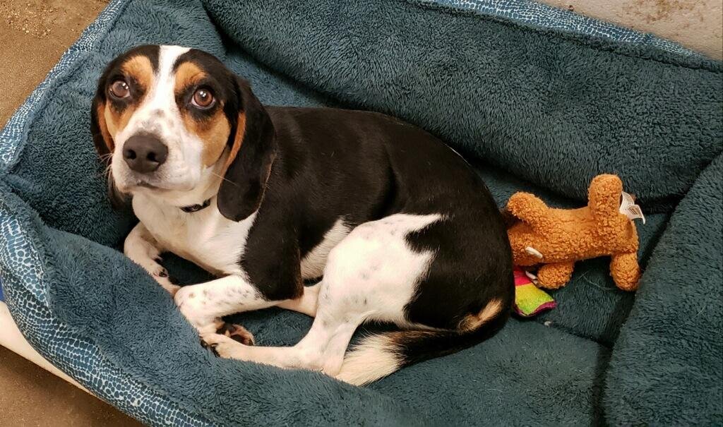 Baywater Animal Rescue in Cambridge, MD