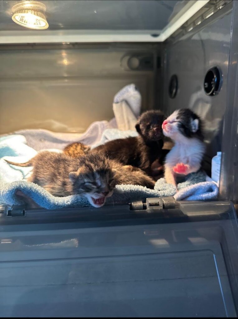 Beating Hearts Rescue in Marana, AZ