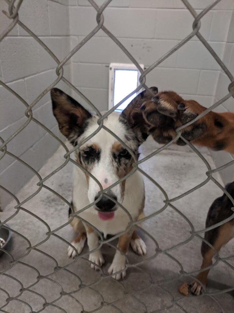 Beaver County Animal Shelter in Beaver, UT