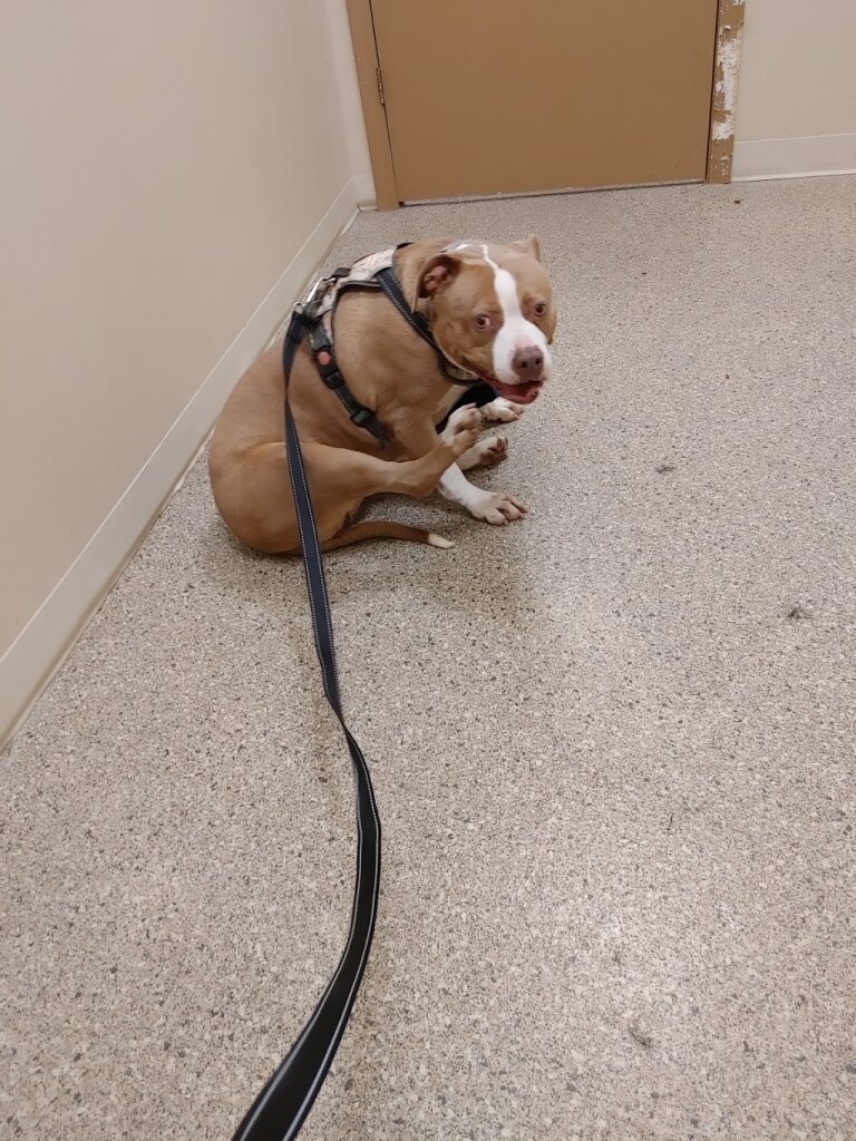 Bedford County Humane Society - Pennsylvania in Bedford, PA