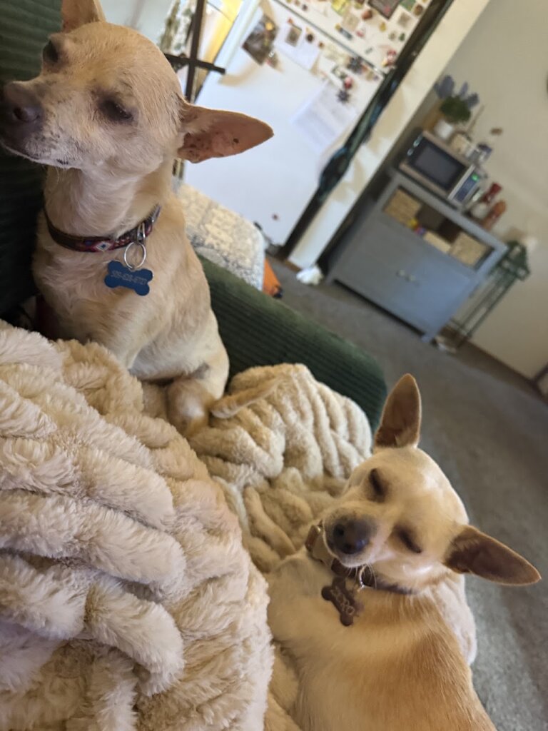 Benton County Canine Shelter in Kennewick, WA