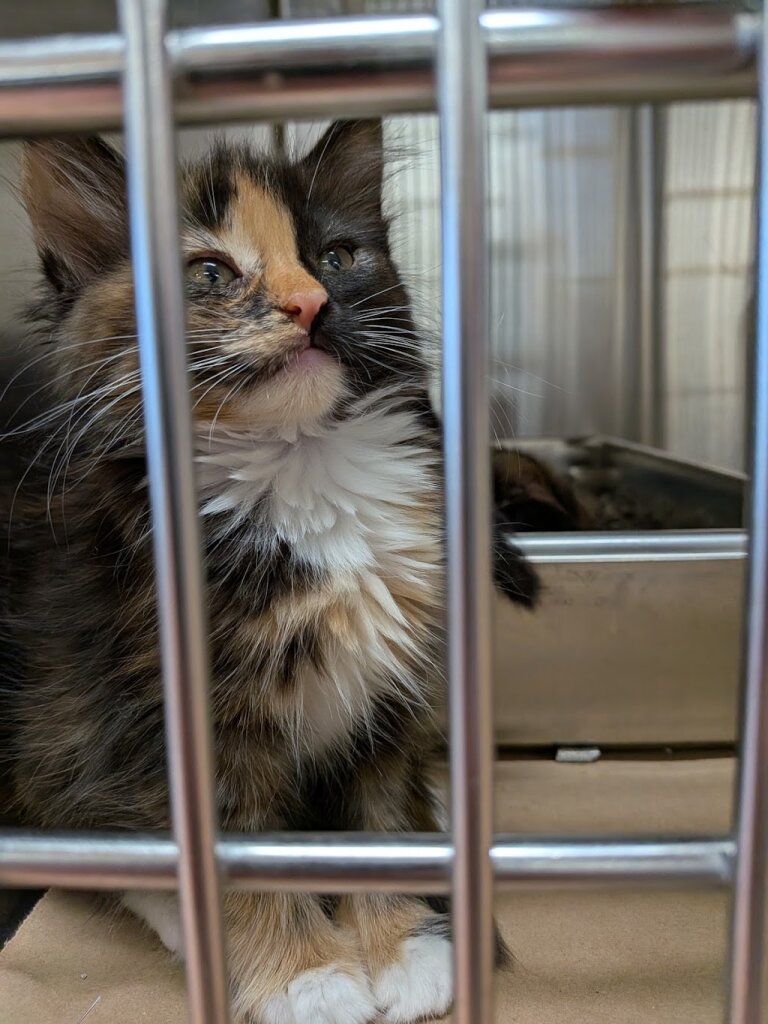 Benton Franklin Humane Society animal shelter in Kennewick, WA