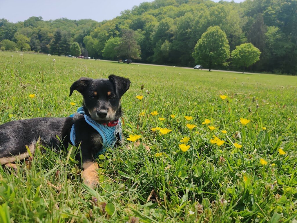 Berea Animal Rescue Shelter in Columbia Station, OH