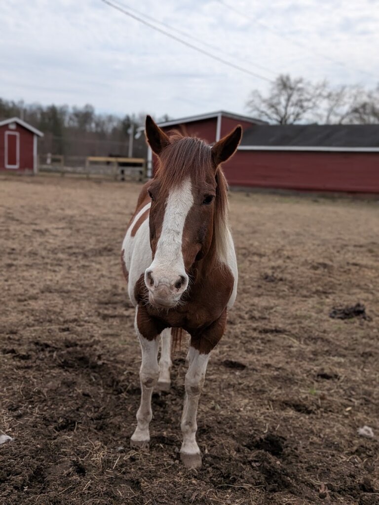 Bergen County Horse Rescue animal shelter in Mahwah, NJ